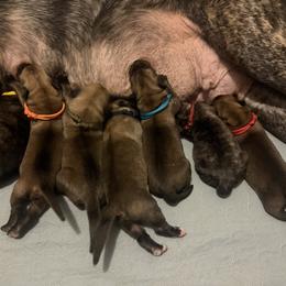 Red Collar - Fawn female Mastiff puppy in Lincolnton, North Carolina from Little Mountain Mastiffs