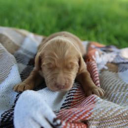 Copper - Red  male Goldendoodle puppy in Hobbs, New Mexico from Goldie Locks Golden Retrievers & Doodles