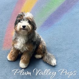 Wavy - Bernedoodle