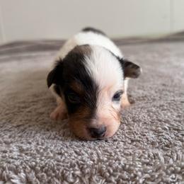 Primrose - White female Australian Shepherd puppy in Tucson, Arizona from Soqui Ortiz Cattle Ranch
