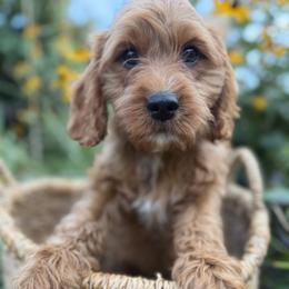 Cavapoo Puppies from Driftwood Acres
