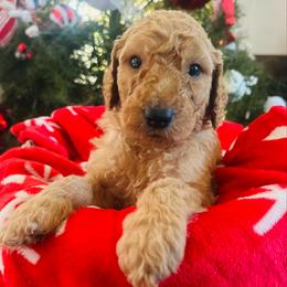 Boy 4 - Apricot male Goldendoodle puppy in San Diego, California from Southside Doodles