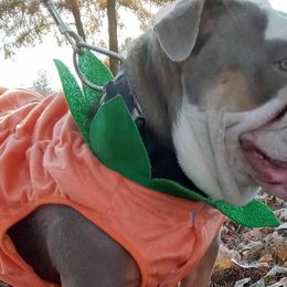 Bulldogs from Stackedup Bulldogz