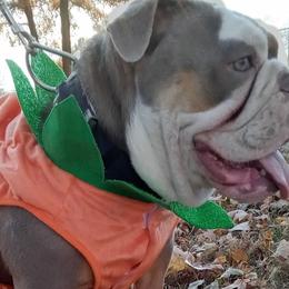 Bulldogs from Stackedup Bulldogz
