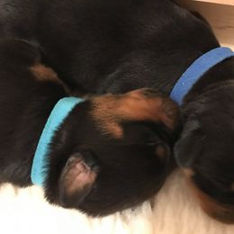 Rottweiler Puppies from Vom Gryphonberg