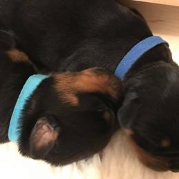 Rottweiler Puppies from Vom Gryphonberg