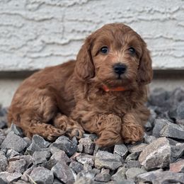 Rooster - Red  male Goldendoodle puppy in Maricopa, Arizona from HeyDoods Doodles