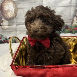 JP#2 - Brown Schnoodle puppy in Benson, North Carolina from A Bundle of Love