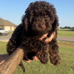 Tootsie - Chocolate female Goldendoodle puppy in Yukon, Oklahoma from Kaci Slightom