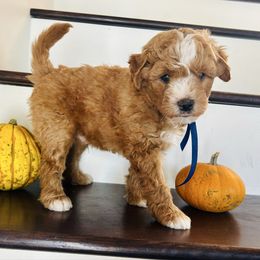 Joe - Apricot male Goldendoodle puppy in Denison, Iowa from Violet View Iowa Goldendoodles