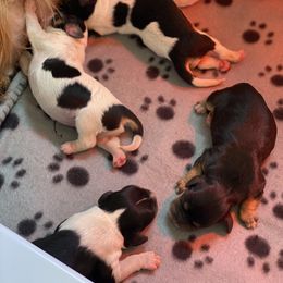 Cavapoo and Lagotto Romagnolo Puppies from Raven Meadow Ranch