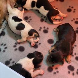 Cavapoo and Lagotto Romagnolo Puppies from Raven Meadow Ranch
