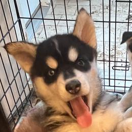 Girl 2 - Black and white female Siberian Husky puppy in Howard City, Michigan from Rustic Pines