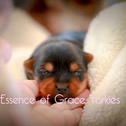 Yorkshire Terrier Puppies from Essence of Grace Yorkies