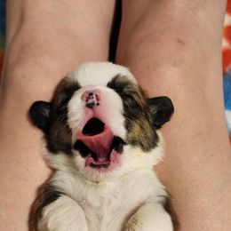 Pembroke Welsh Corgi Puppies from Corgis of Avalon