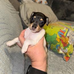 Pup E - White black and tan female Toy Fox Terrier puppy in Clermont, Florida from Debbie Hiles's Toy Fox Terriers