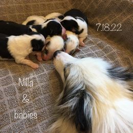 Rottweiler and Toy Shetland Sheepdog Puppies from Mountain High Kennels