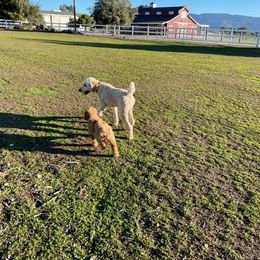 Bernedoodle, Goldendoodle, and Golden Mountain Dog Puppies from K+C Doodles