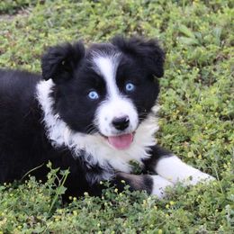 Miniature Australian Shepherds from Blue Stars on the Brazos