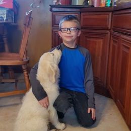 Golden Retriever Puppies from Fiddle In Gold Retrievers