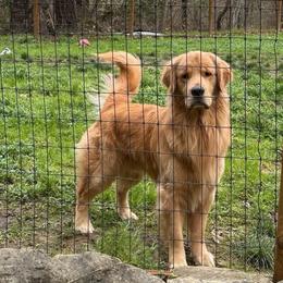 Pugsley - Golden Retriever