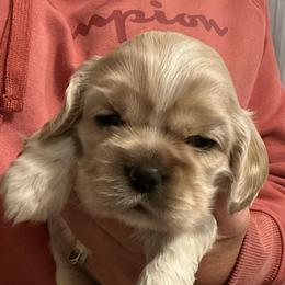 Girl 2 - Buff female Cocker Spaniel puppy in Spotsylvania, Virginia from Wilkshire Farm