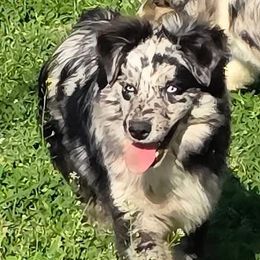 River - Miniature Australian Shepherd