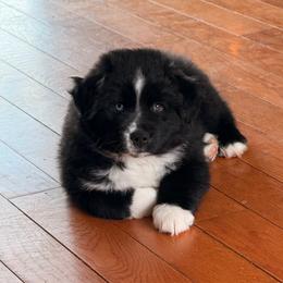 Miniature Australian Shepherd puppies from Crazy Acres Aussies