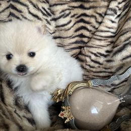 Pomeranian Puppies from Mac Daddy Poms