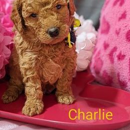 Bernedoodle and Goldendoodle Puppies from DoodleBlessings