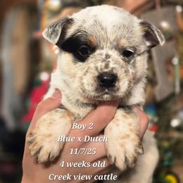 Boy 2 - Blue mottled male Australian Cattle Dog puppy in Monroe, North Carolina from Creek View Cattle Dogs