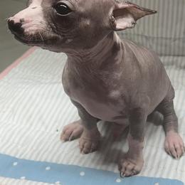 Chihuahua and Chinese Crested Puppies from Western Kentucky Chihuahua’s and Chinese Crested’s