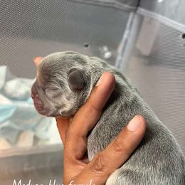 Medusa - Tricolors female French Bulldog puppy in Middletown, Rhode Island from Royal Frenchies LLC