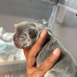 Medusa - Tricolors female French Bulldog puppy in Middletown, Rhode Island from Royal Frenchies LLC