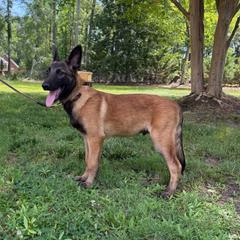 Artak's Home Samurai - Red male Belgian Malinois puppy in Monroe, North Carolina from Artaks Home Malinois