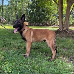 Artak's Home Samurai - Red male Belgian Malinois puppy in Monroe, North Carolina from Artaks Home Malinois