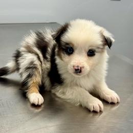 Topaz - Blue merle female Australian Shepherd puppy in Heber City, Utah from Junipersdoodles