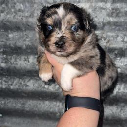 Chase - Blue merle male Miniature Australian Shepherd puppy in Liberty, Mississippi from Liberty Oaks Aussies and Dachshunds