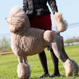 Poodle puppies from Kings Honored Poodles