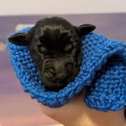 Comet - Black male Flat-Coated Retriever puppy in Newport, Virginia from Maywood Retrievers