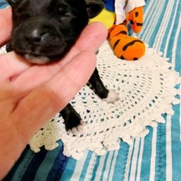 Boy 3 - Portuguese Water Dog puppy in Lakeview, Michigan from Cedar Creek Portuguese Water Dogs
