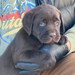 Hazel - Chocolate female Labrador Retriever puppy in Maynardville, Tennessee from Three Bears Labradors