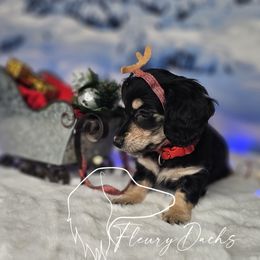 OS1-1 - Black and cream female Dachshund puppy in Martin City, Montana from FleuryDachs