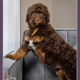 Slinky - Brown male Bernedoodle puppy in Connersville, Indiana from Deaz Doodle Ranch