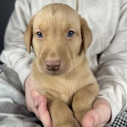 Dwight - Yellow male Labrador Retriever puppy in Great Falls, Montana from Yogo Point Kennels
