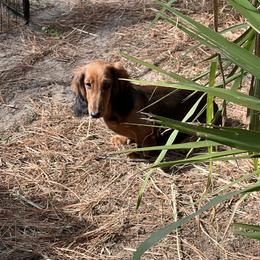 Timber - Red male Dachshund puppy in Sarasota, Florida from Von Raab Dachshunds