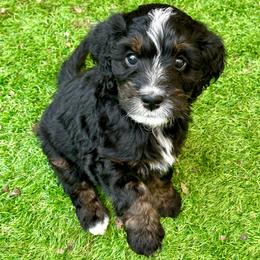 Boy 4 - Tri-color male Bernedoodle puppy in Royse City, Texas from Platinum Bernedoodles of Texas
