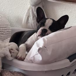 Boston Terrier puppies from Mat Bee Boston Terriers