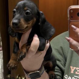 Sulu - Black and tan male Dachshund puppy in Athens, Texas from County Road Puppies