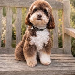 Charlotte - Tri-color female Bernedoodle puppy in Rising Sun, Indiana from Ruby Lane Doodles